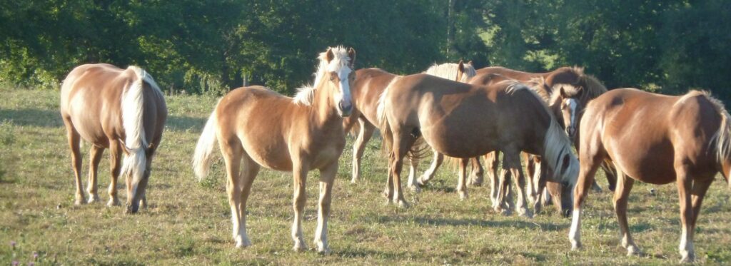 ferme limousin