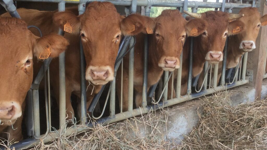 ferme limousin